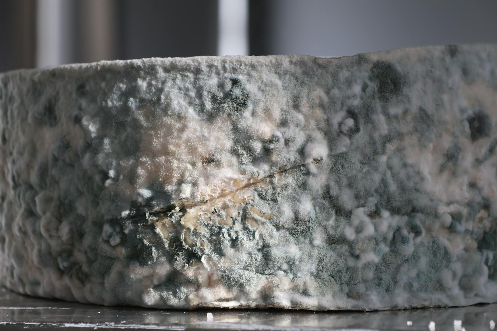 Professional Mold Removal and Testing in Doral — Doral