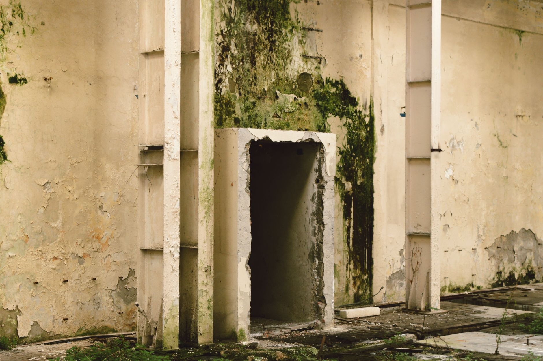 Mold Removal Hero Section Doral